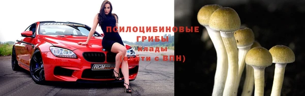 прущие грибы Дмитриев